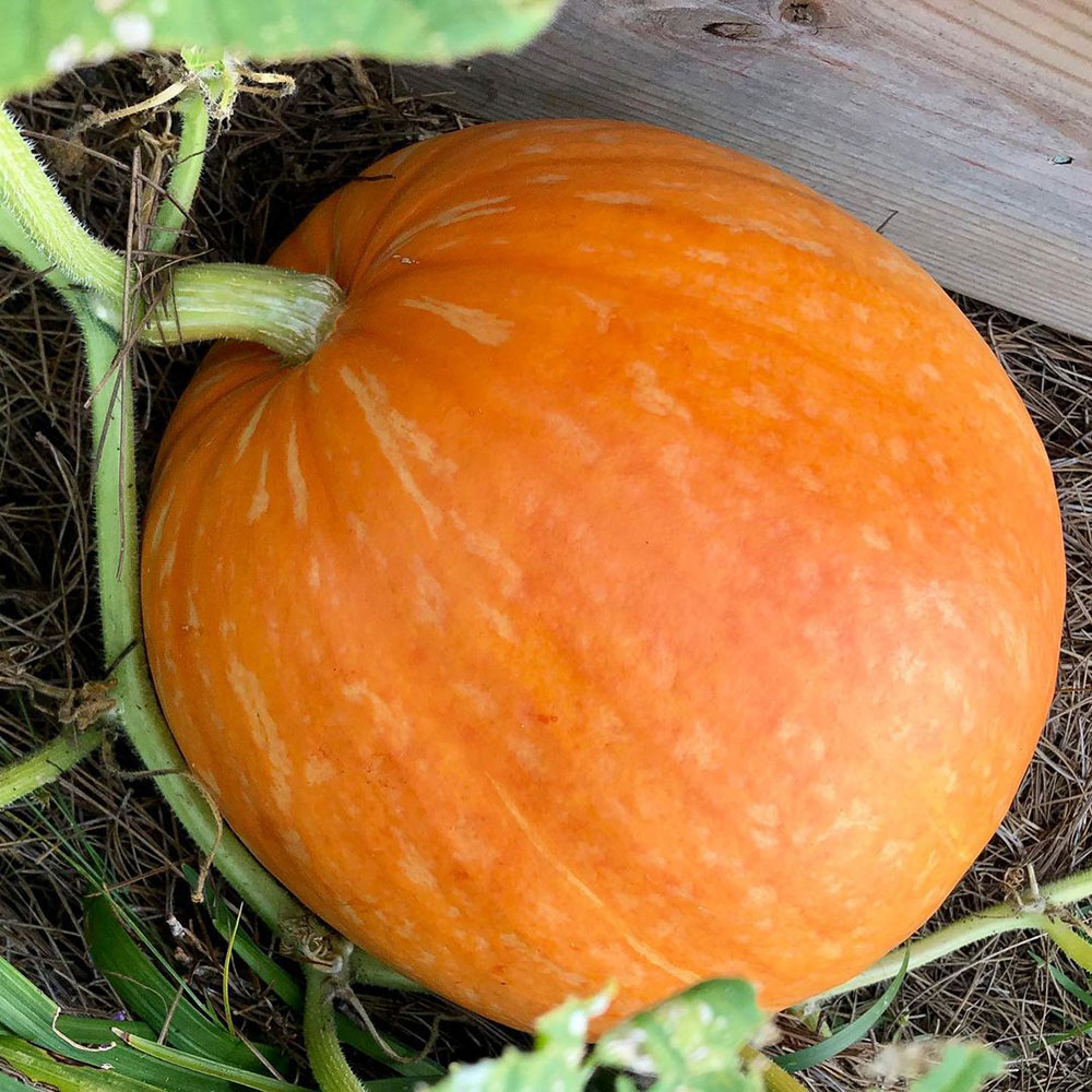 Big Max Pumpkin Seed - Caudill Seed Company