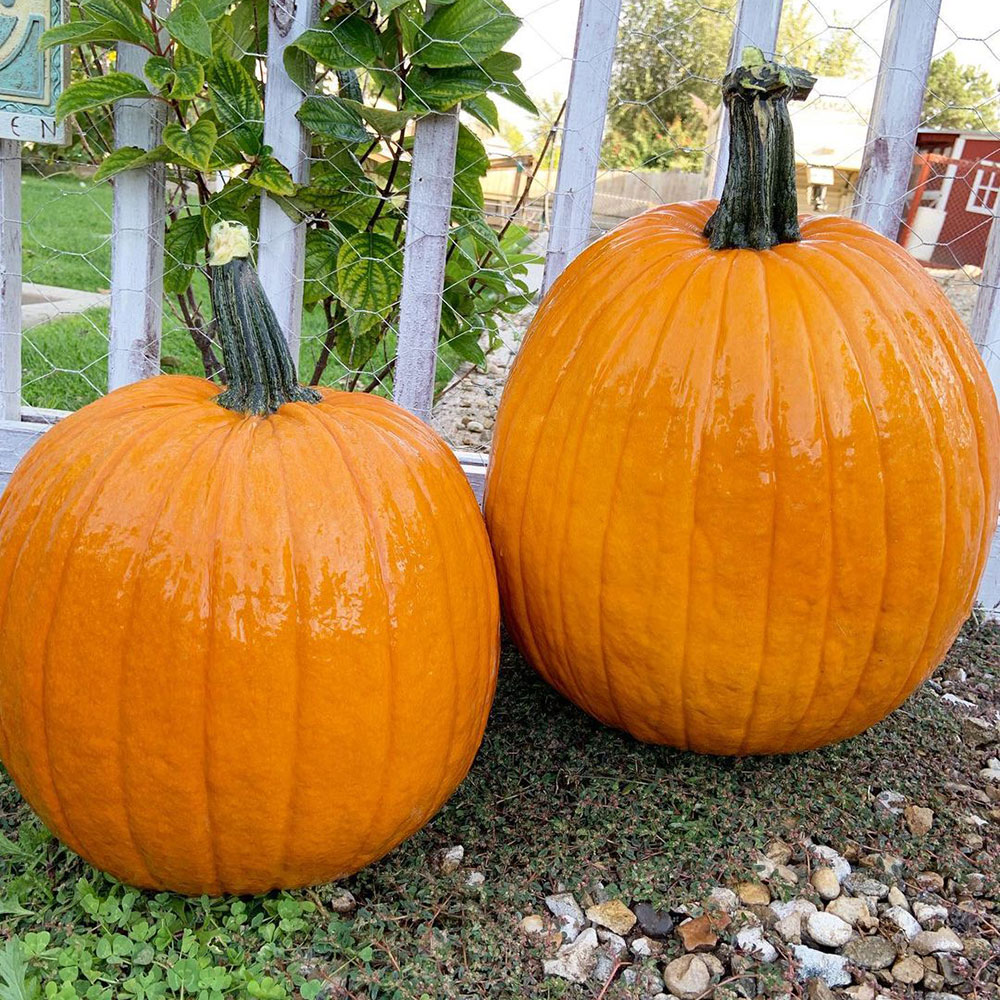 Howden Field Pumpkin Seed - Caudill Seed Company