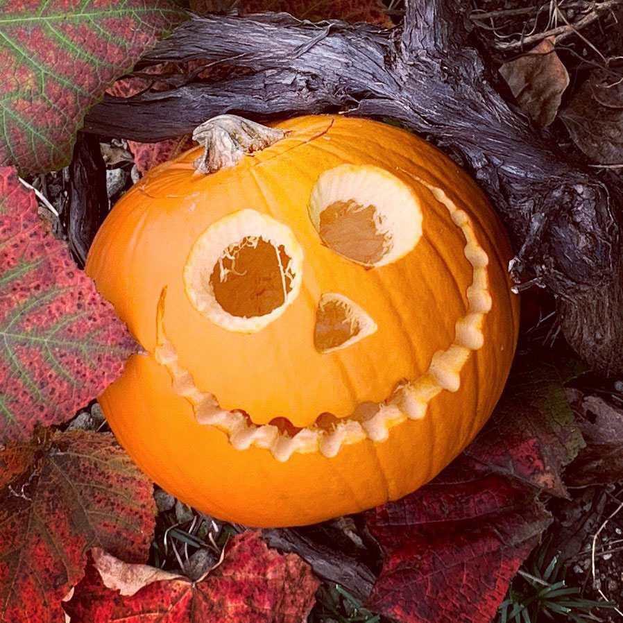 Jack O'Lantern Pumpkin Seed - Caudill Seed Company