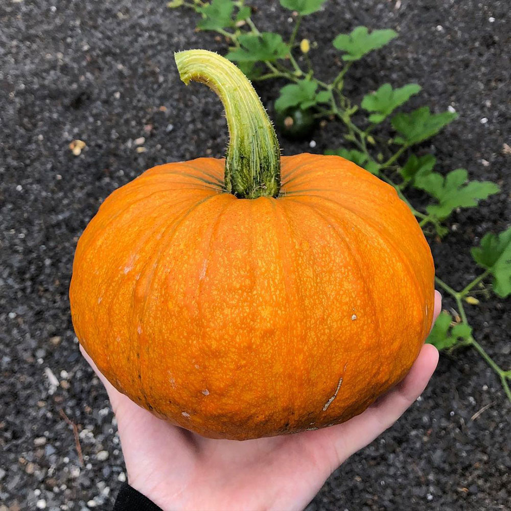 Small Sugar Pumpkin Seed- Caudill Seed Company