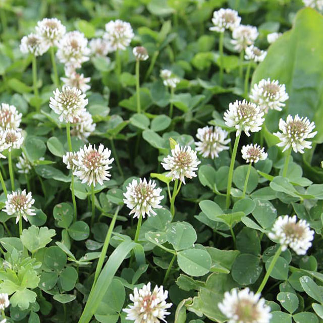 Caudill Seed | Dutch White Clover Seed