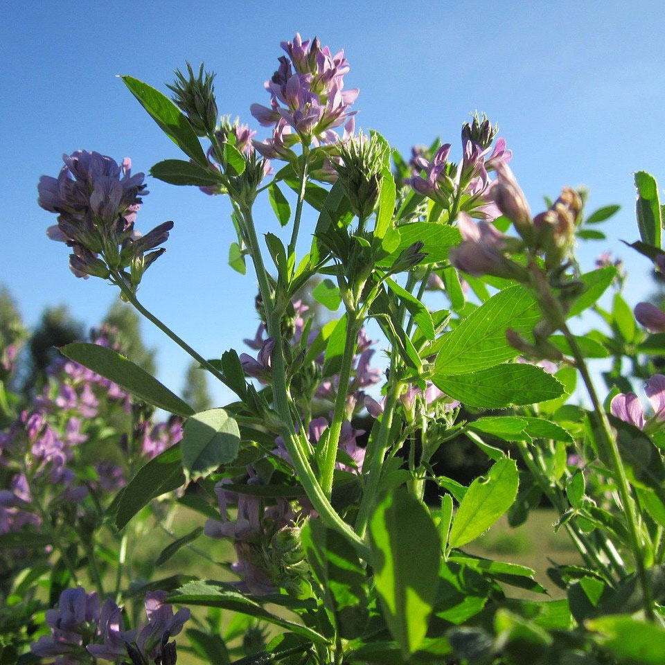 Caudill Seed | WL358LH Coated Alfalfa Forage Seed